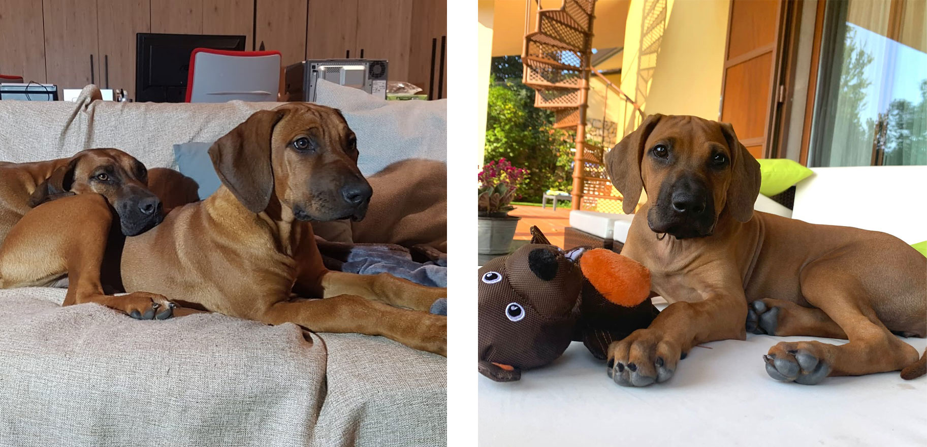 Biglietto Di Auguri Con Acquerello – Rhodesian Ridgeback, Cucciolo, Regalo Compleanno #70956, 144x148 Mm