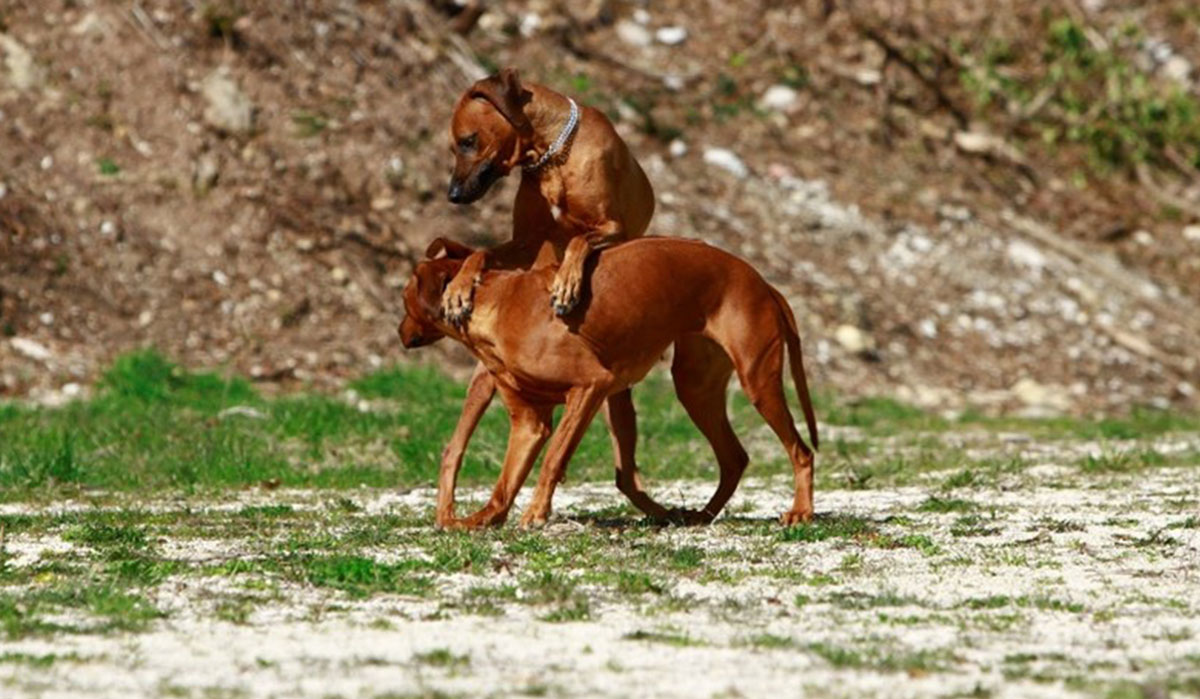 Calore Rhodesian