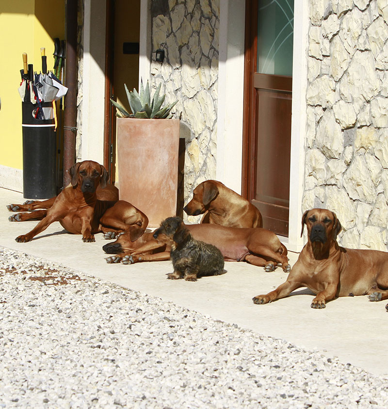 Rhodesian Ridgeback in famiglia